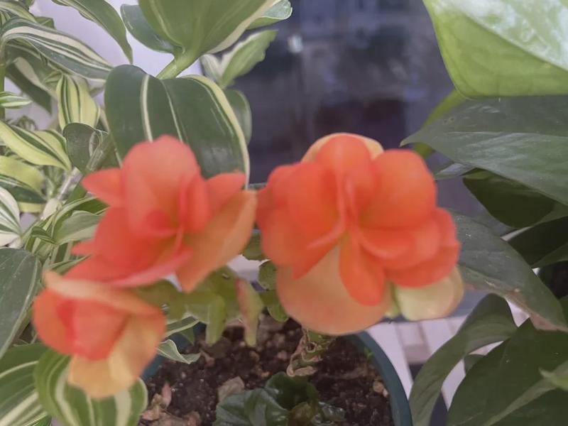  家庭情绪防火墙：为何说这四类话是孩子的“心理负担源” 情感心理